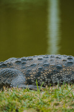 American alligator basking in Miami, Florida