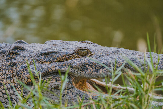 Close-up of an alligator's eye and scales in Miami