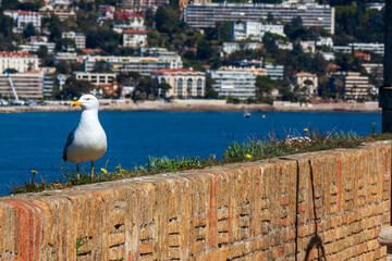 goéland, bord de mer, plage, ciel bleu, mer, vue cannes, France 2023