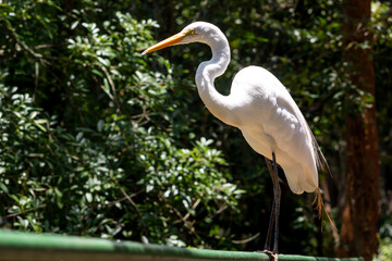 Egret - Egrets are herons, generally long-legged wading birds, that have white or buff plumage, developing fine plumes (usually milky white) during the breeding season. 