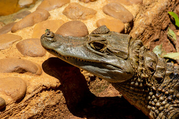 Crocodile - Crocodiles  or true crocodiles are large semiaquatic reptiles that live throughout the...