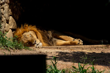 The lion (Panthera leo) is a large cat of the genus Panthera, native to Africa and India.