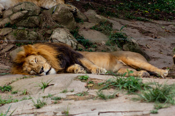The lion (Panthera leo) is a large cat of the genus Panthera, native to Africa and India.