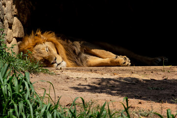 The lion (Panthera leo) is a large cat of the genus Panthera, native to Africa and India.