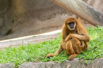 Gibbon - Gibbons are apes in the family Hylobatidae 