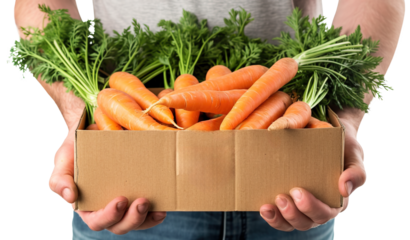 Hands holding box with organic carrots over white transparent background