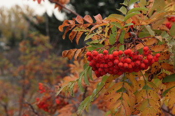red berries on a branch in autumn