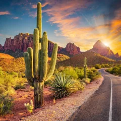 Fotobehang Arizona Landscape - Cactus on the roadside - Beautiful sunset © Paulina