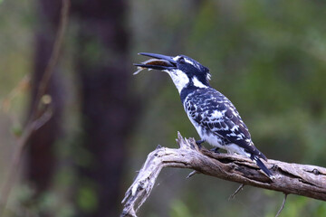 Graufischer / Pied kingfisher / Ceryle rudis.