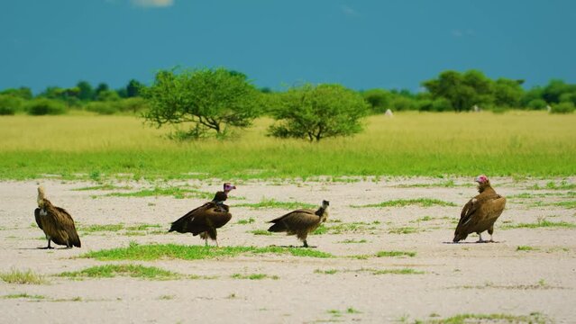 A Griffon Vulture, Gyps fulvus, Black Vulture or Cinereous Vulture (Aegypius monachus) fighting with a Red-headed Vulture (Sarcogyps calvus). 