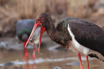 Schwarzstorch / Black Stork / Ciconia nigra..