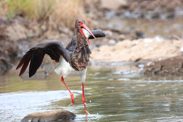 Schwarzstorch / Black Stork / Ciconia nigra..