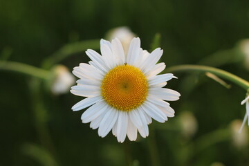 Fototapeta premium Daisy