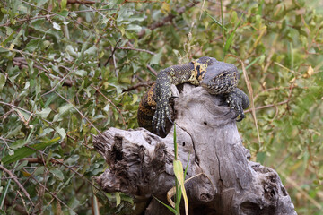 Nilwaran / Nile monitor / Varanus niloticus