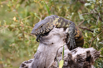 Nilwaran / Nile monitor / Varanus niloticus