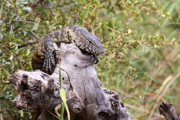 Nilwaran / Nile monitor / Varanus niloticus