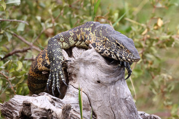 Nilwaran / Nile monitor / Varanus niloticus