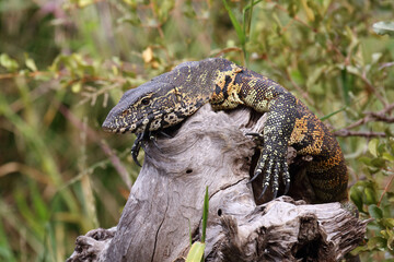 Nilwaran / Nile monitor / Varanus niloticus