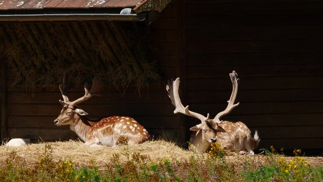 Fallow deer in natural environment. Vision Park in Auberive region, France.