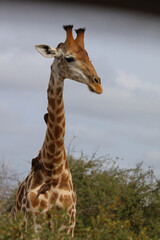 Obraz premium Giraffe / Giraffe / Giraffa Camelopardalis