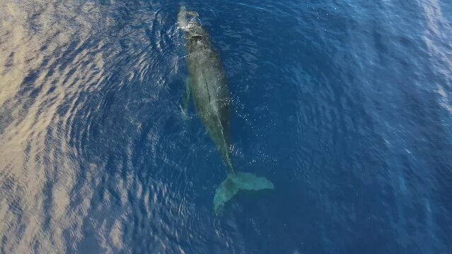 A Humpback whale calf rolls and frolics over mom with a male escort close by.