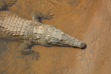 Nilkrokodil / Nile crocodile / Crocodylus niloticus