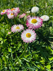 daisies in the grass