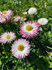 daisies in the grass