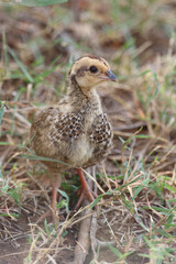 Swainsonfrankolin / Swainson's francolin or Swainson's spurfowl / Francolinus swainsonii..