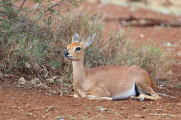 Afrikanischer Steinbock / Steenbok / Raphicerus campestris