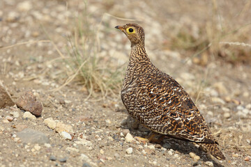 Nachtflughuhn / Double-banded sandgrouse / Pterocles bicinctus