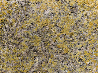 yellow lichen on stone texture close up