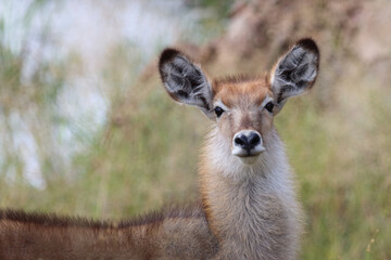 Wasserbock / Waterbuck / Kobus ellipsiprymnus..