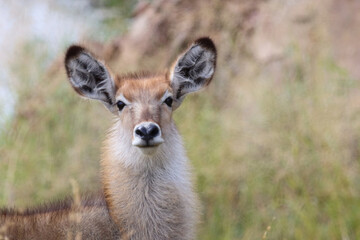 Fototapeta premium Wasserbock / Waterbuck / Kobus ellipsiprymnus..