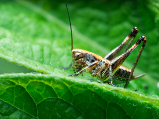 Pholidoptera griseoaptera