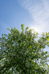 a flowering cherry tree in the spring season, a spring park