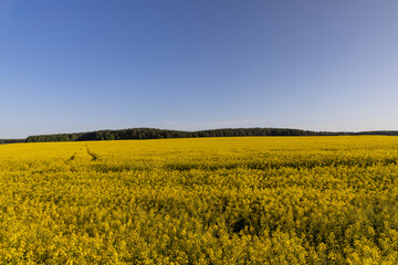 beautiful flowering field with yellow rapeseed flowers