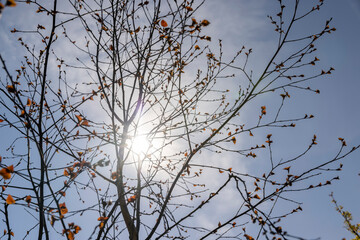 spring park with birch trees with the first red foliage