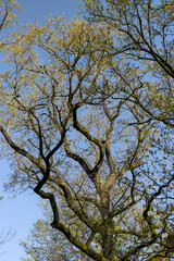 deciduous trees in a mixed forest in the spring season