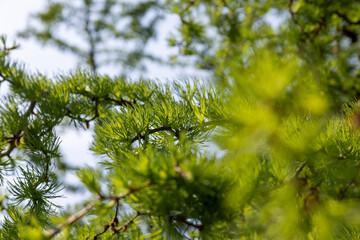 soft green needles on larch in spring, close-up