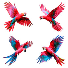 Obraz premium A set of detailed and bright images of a macaw parrot without background