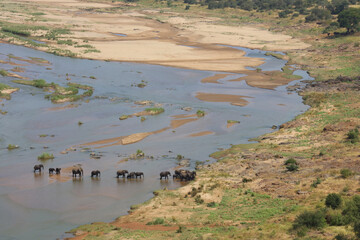 Afrikanischer Elefant im Olifants River/ African elephant in Olifants River / Loxodonta africana.