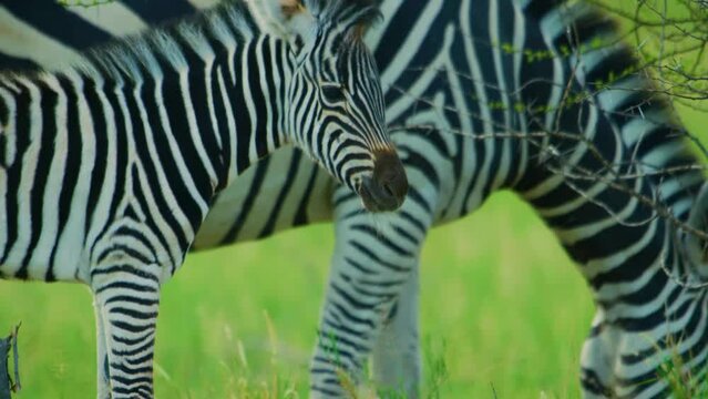 Slow motion footage of a young baby zebra grazing with her mother.