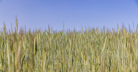 Obraz premium cereal growing business in eastern europe