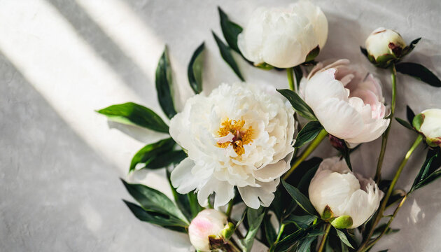 white peony rose buds on a light backdrop with delicate shadows, evoking a sense of purity and tranquility