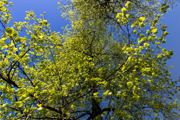 green young foliage of spring lime trees
