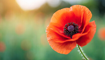 red poppy flower on a solemn background, symbolizing Remembrance Day, Armistice Day, and Anzac Day. A powerful image of tribute and honor