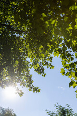 beautiful foliage of the sycamore tree with green foliage