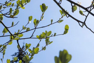 rowan tree with the first foliage in the spring park