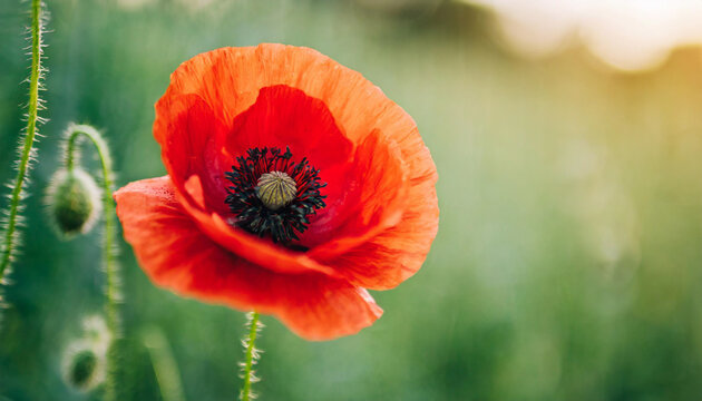 red poppy flower on a solemn background, symbolizing Remembrance Day, Armistice Day, and Anzac Day. A powerful image of tribute and honor